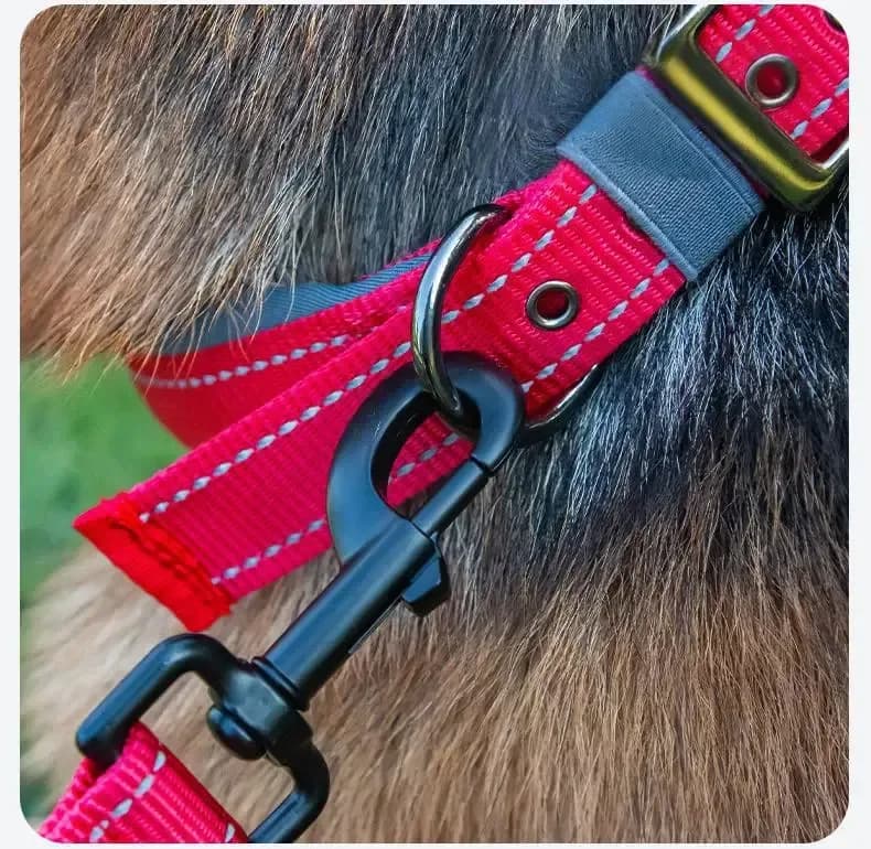 padded reflective dog collar with leash clipped to the D ring