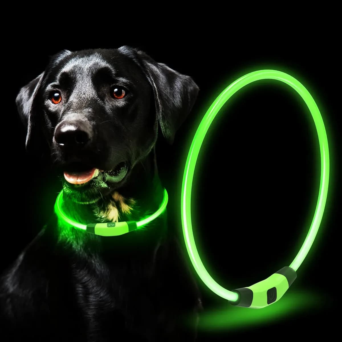 single color LED dog collar glowing green