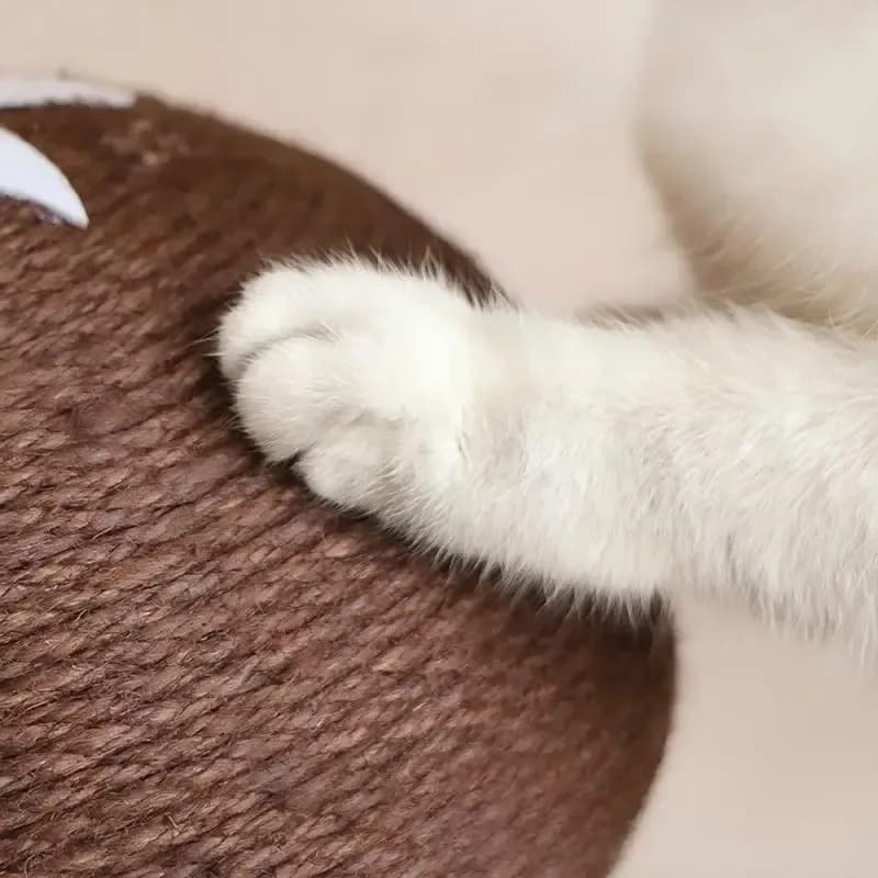 cat paw on the rope wrapped mushroom cap