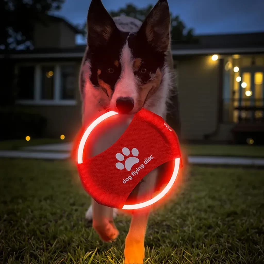 dog carrying a red LED light up flying disc at dusk