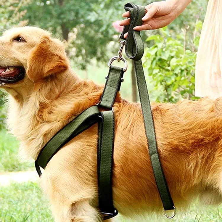 golden retriever in the army green nylon dog harness with leash